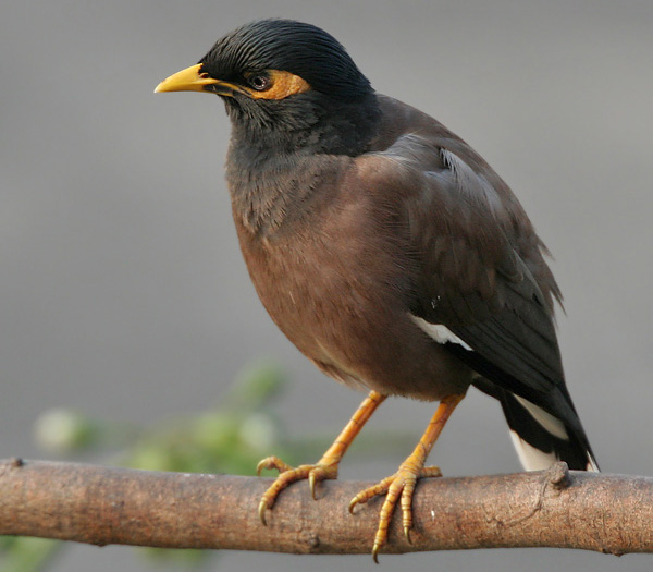 bloody-indian-miner-birds